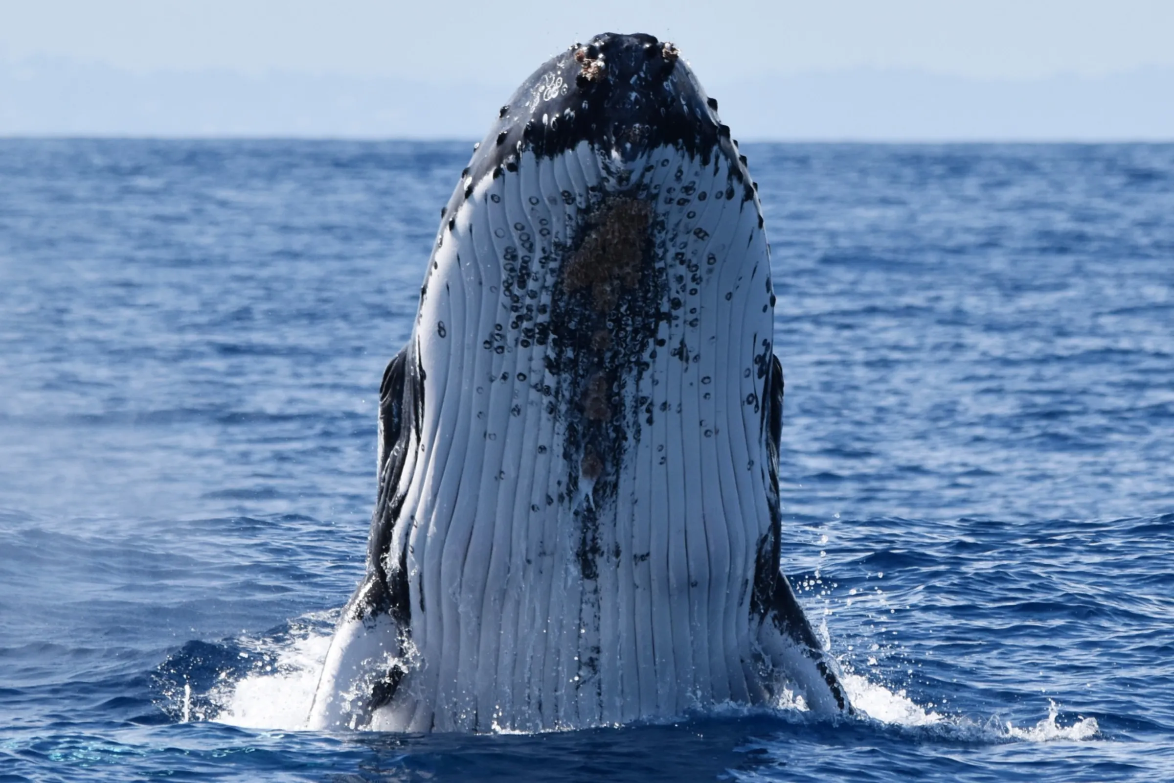 When Can You See Whales in Western Australia