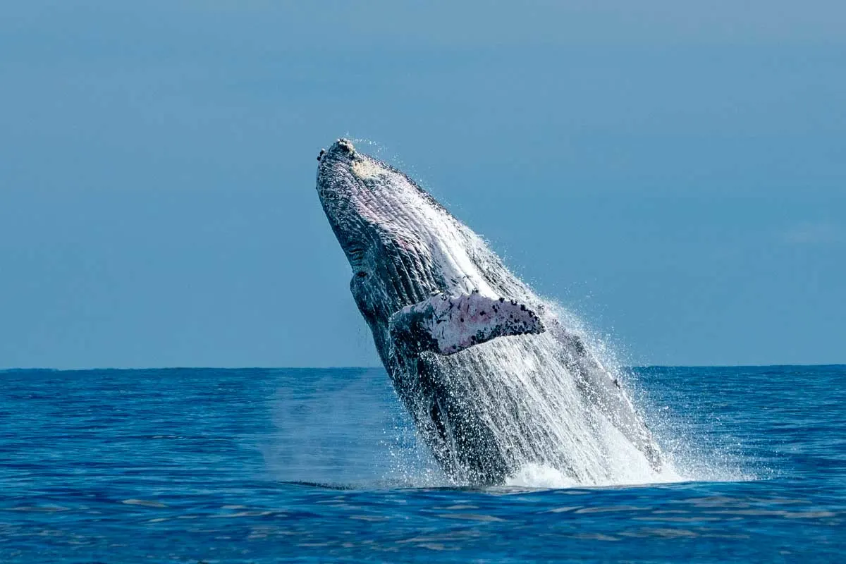 Busselton Whale Watching Season