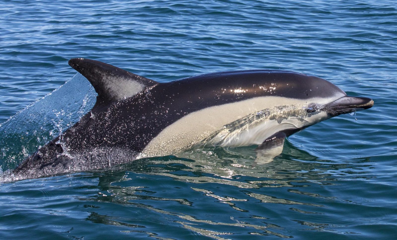 Gibraltar Dolphin Watching