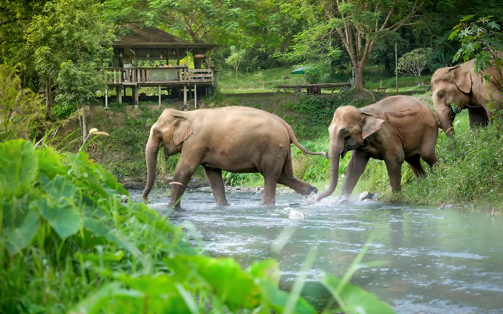 Chiang Mai Elephant Sanctuary and Bamboo Rafting