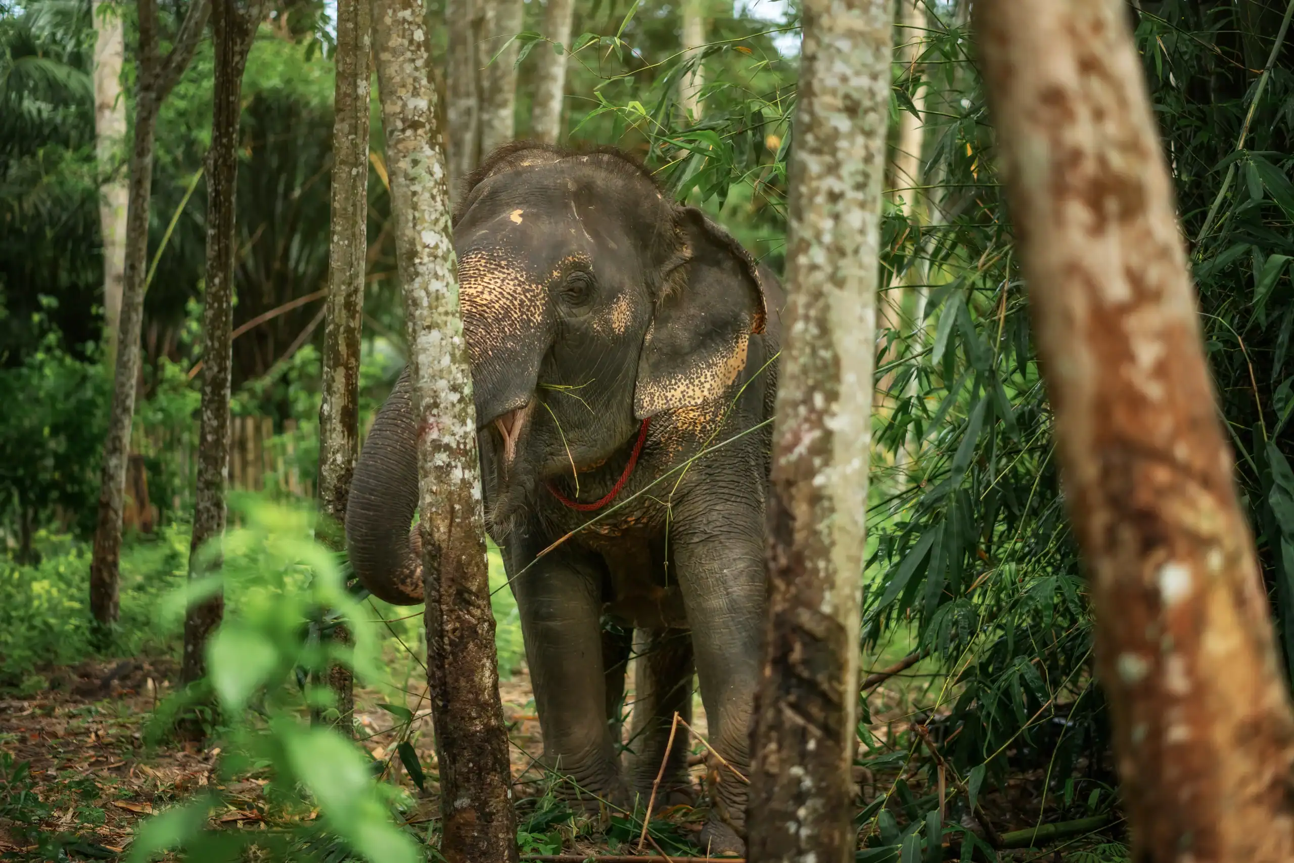 Chiang Mai Elephant Sanctuary and Bamboo Rafting Experience