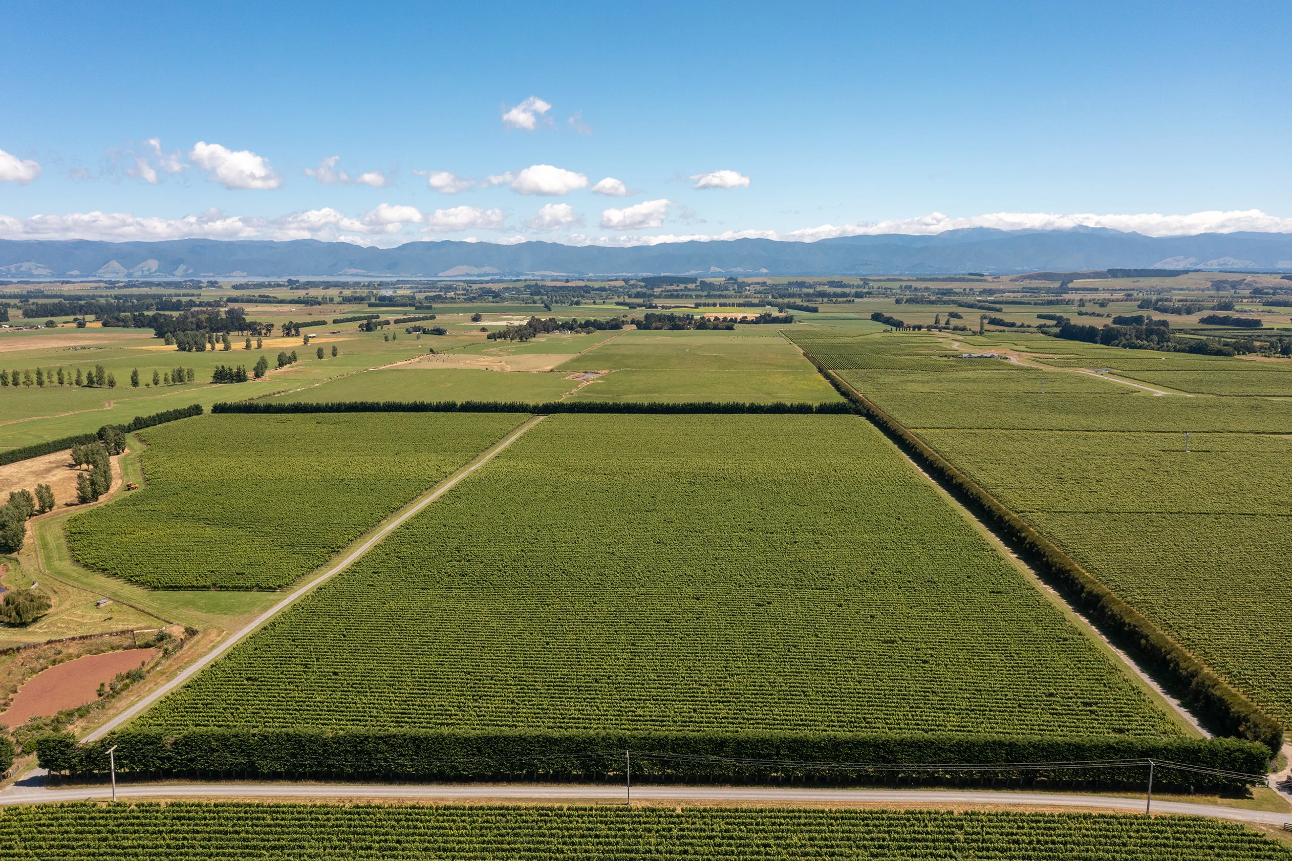 Martinborough Wine Tours from Wellington Overview