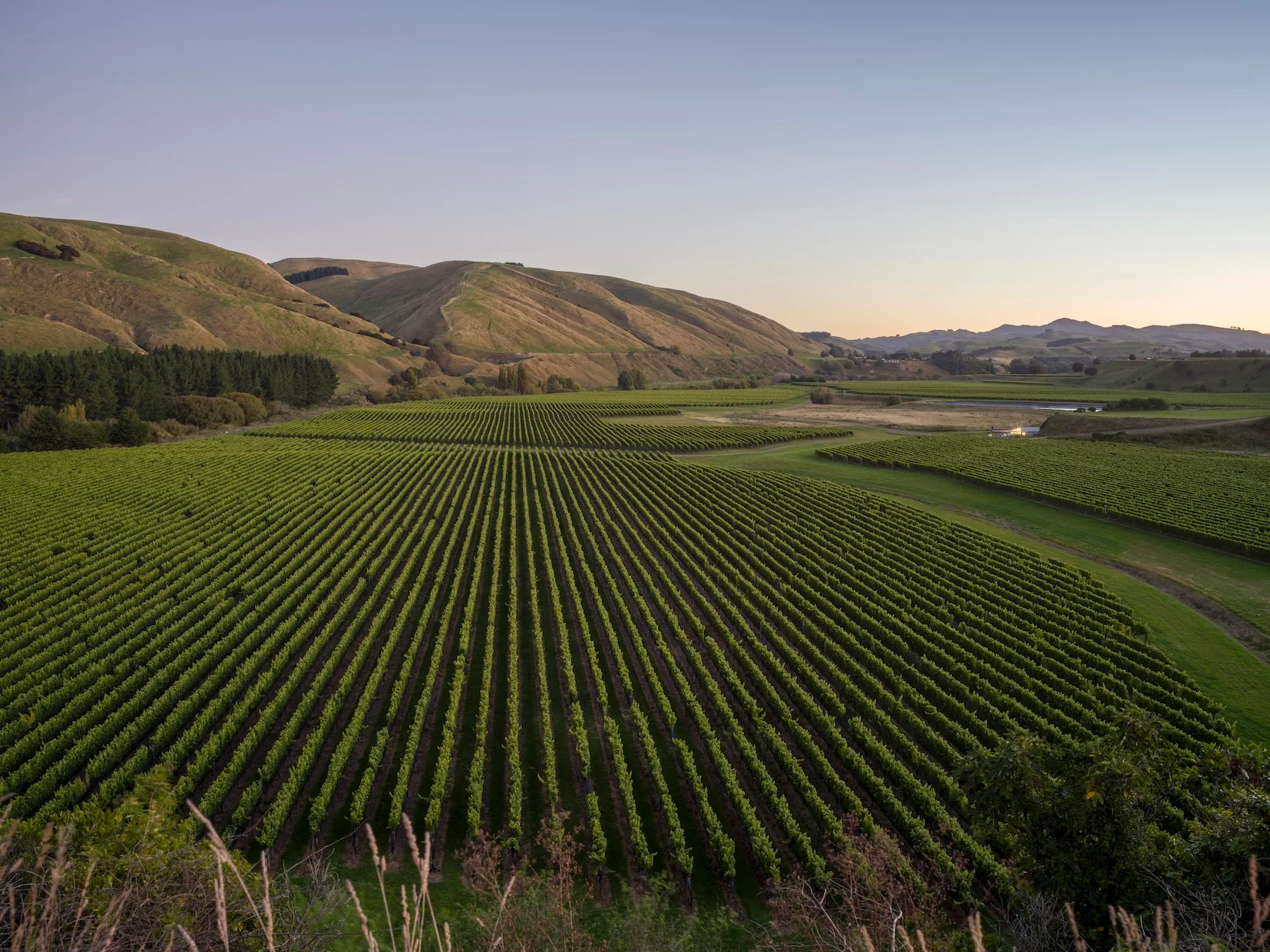 Pinot Noir Vineyards