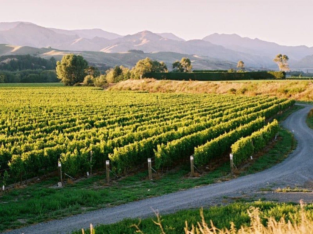 Martinborough Wine Tours From Wellington