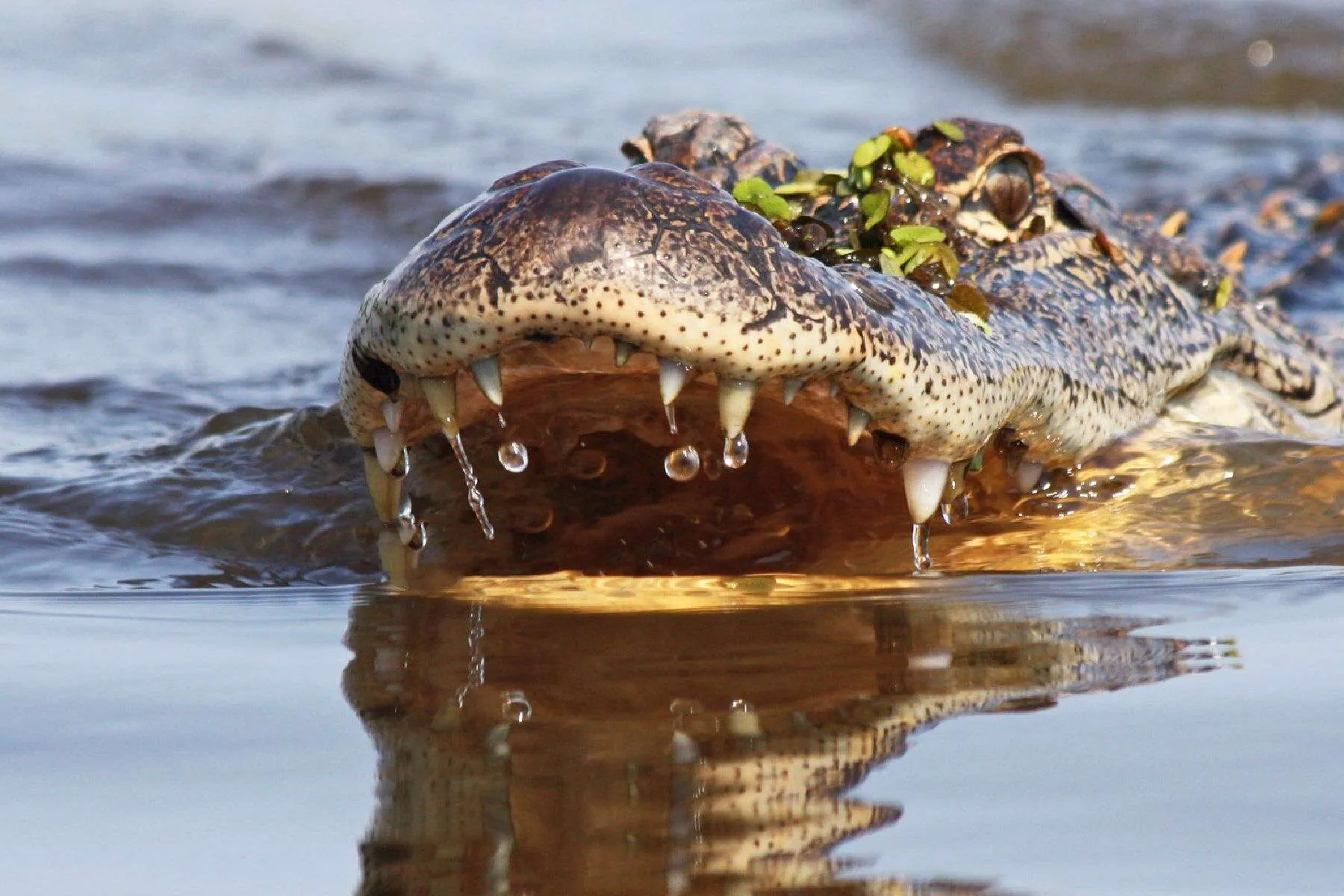 Your experience at New Orleans Plantation and Swamp Tour
