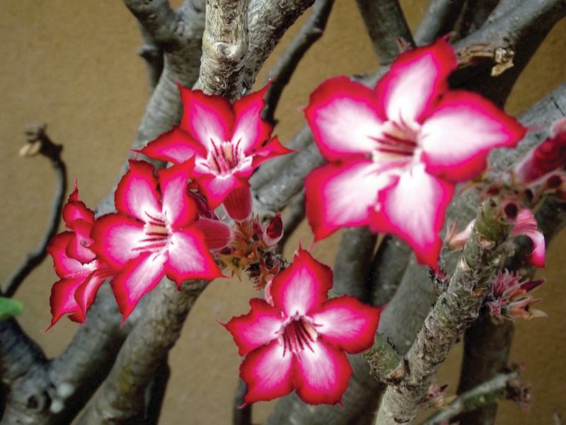 Skukuza Indigenous Plant Nursery