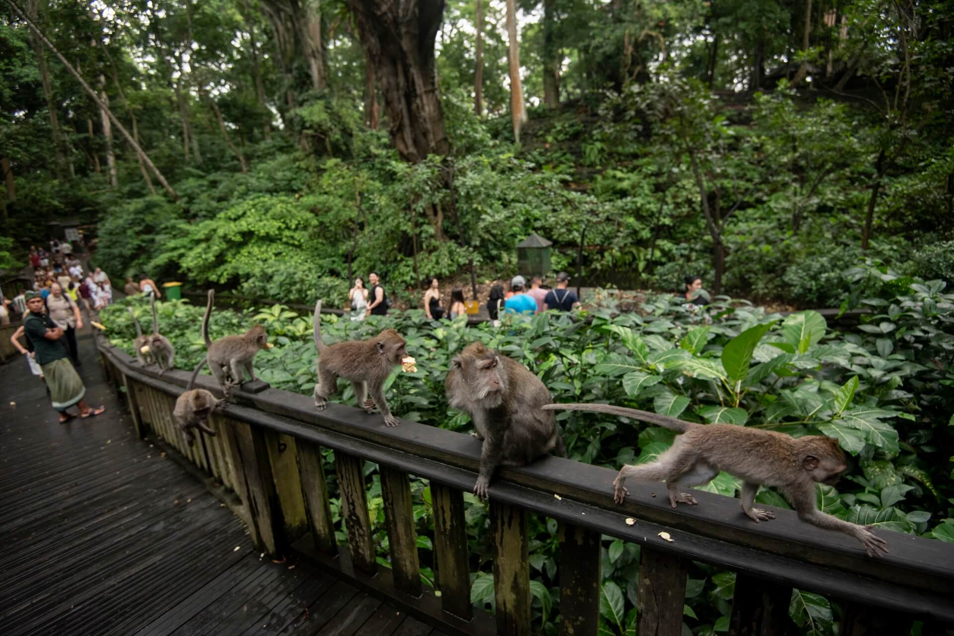 Monkey Interaction Zone