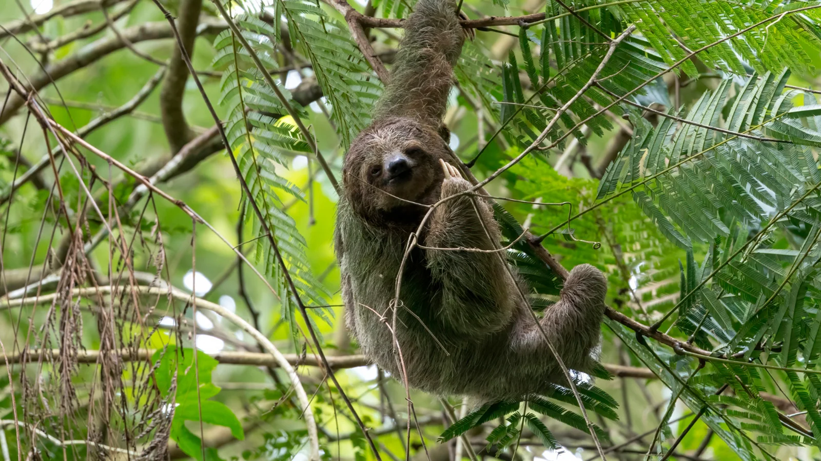 Sloth Canopy Walk
