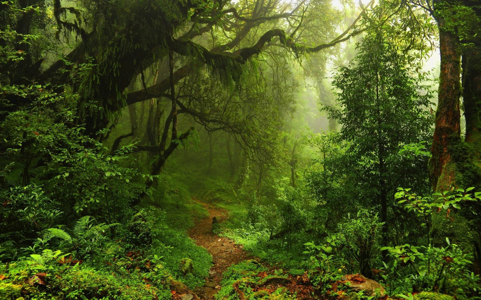 Native Tree Corridor