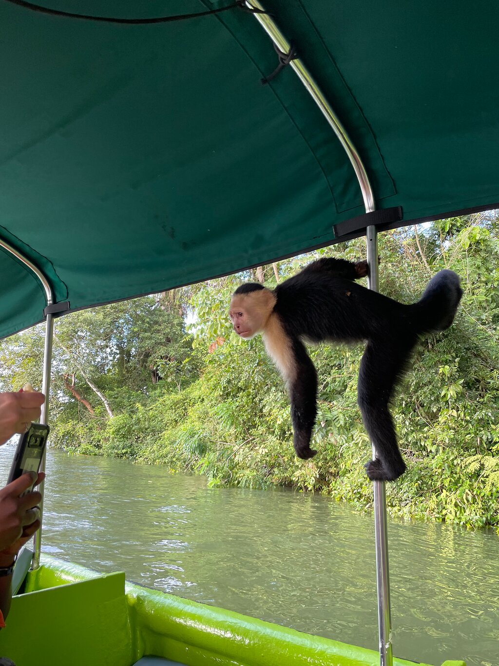 Monkey and Sloth Tour Panama