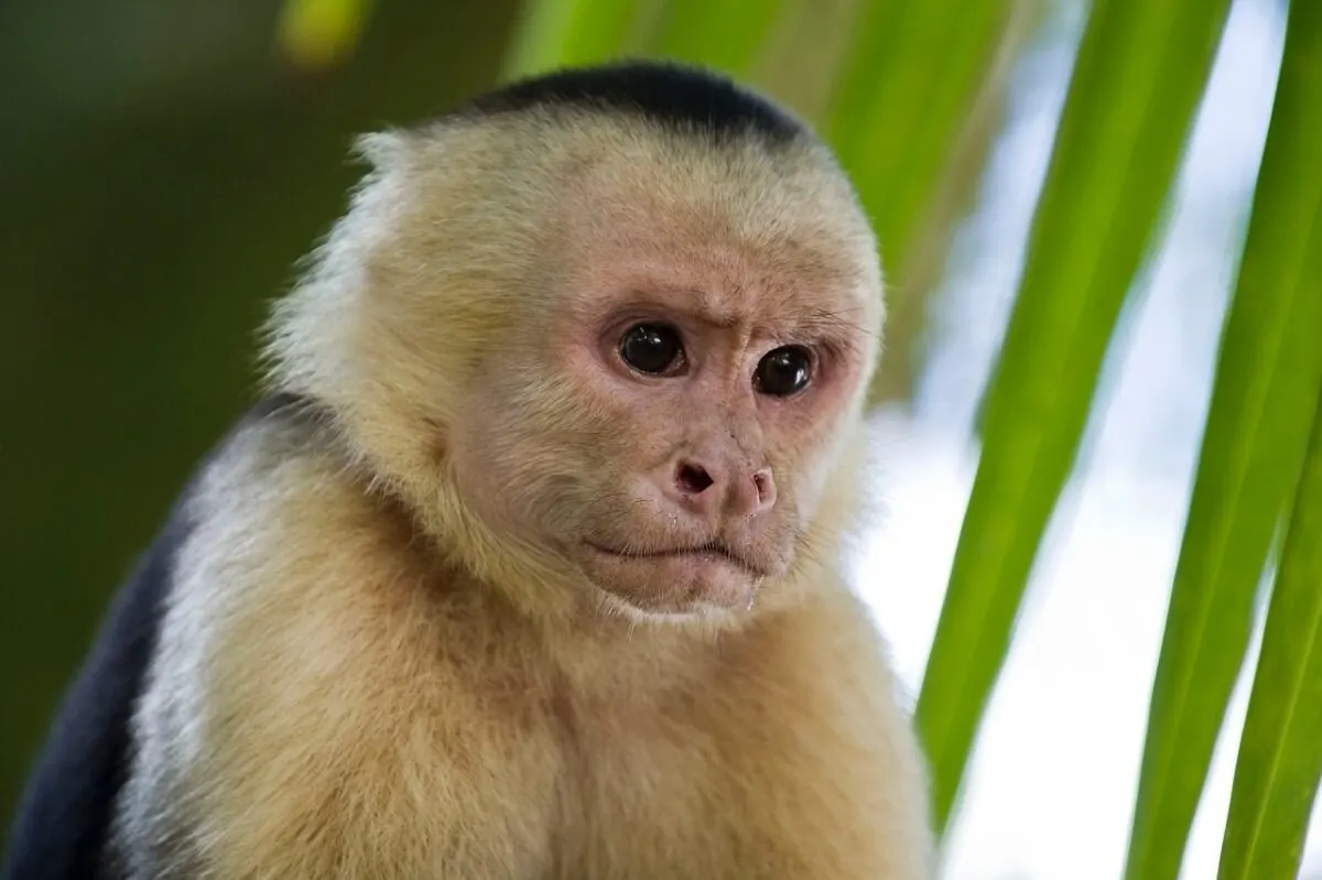 Your experience at Monkey and Sloth Tour Panama