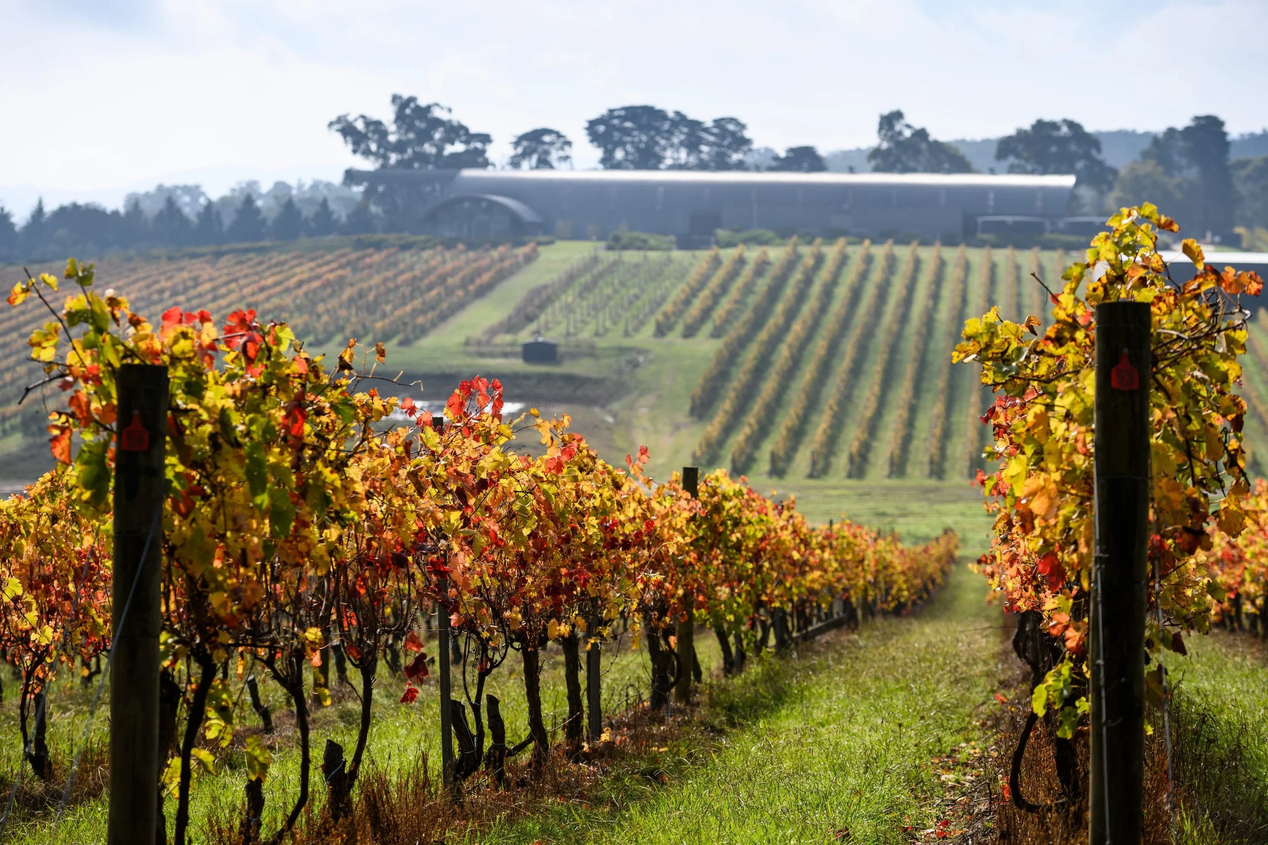 Yarra Valley Wine Gin Tour Experience