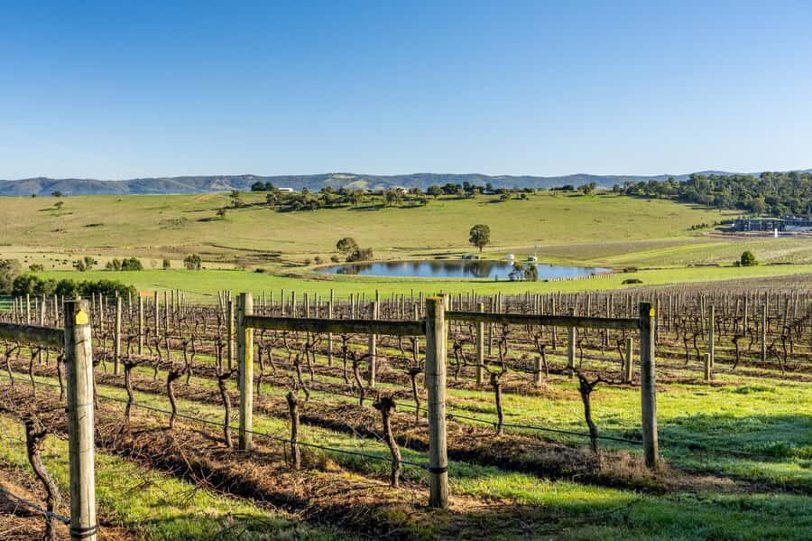 Yarra Valley Wine Gin Tour