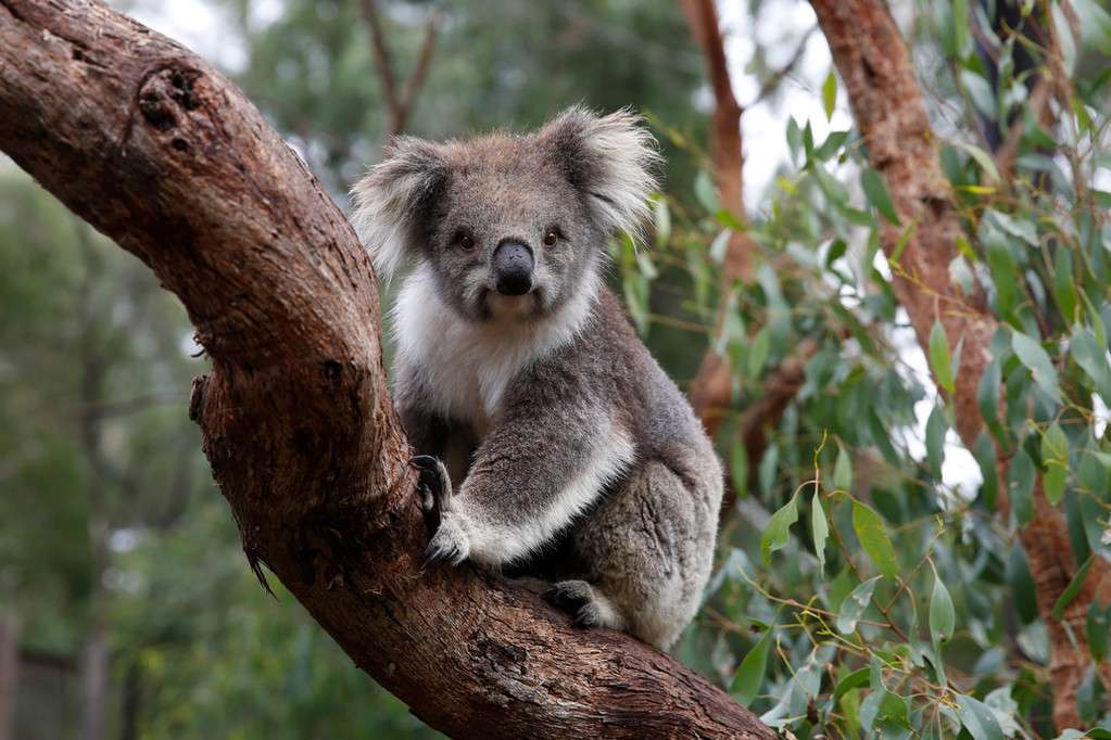 Healesville Sanctuary