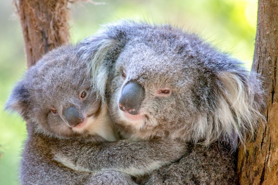 Healesville Sanctuary