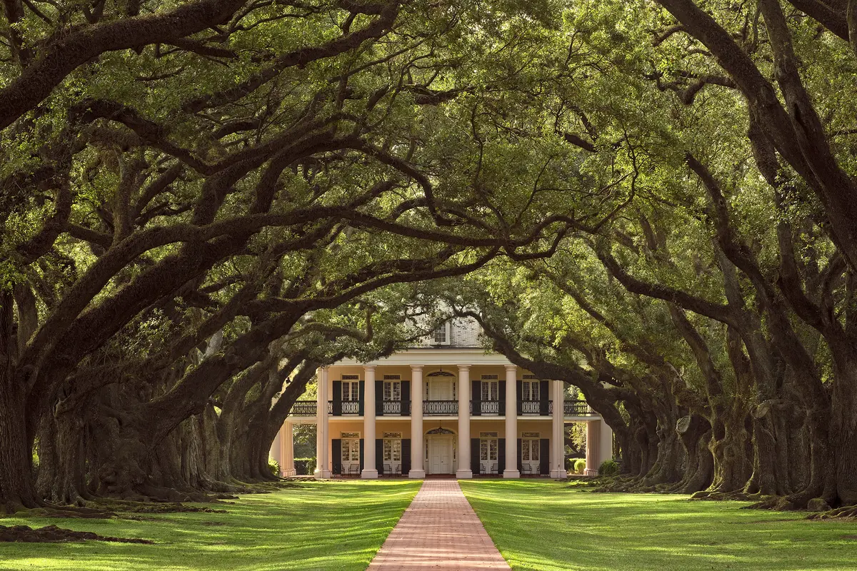 The Alley of Oaks