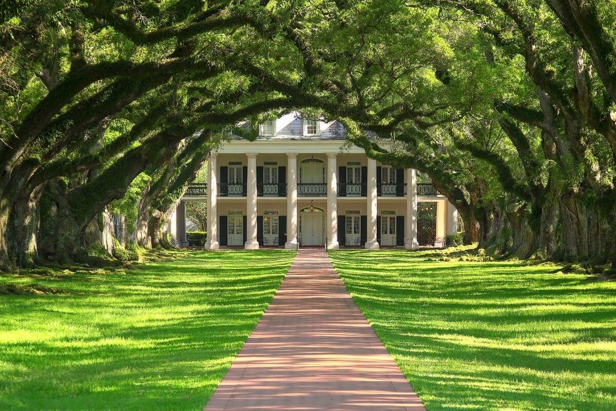 Where Are the Swamp Tours in New Orleans