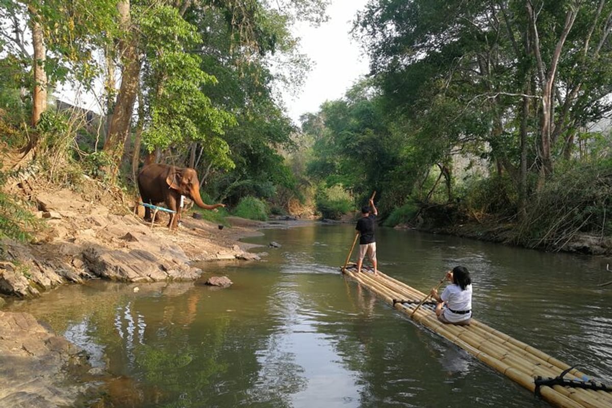 Chiang Mai Elephant Sanctuary Observation and Bamboo Rafting
