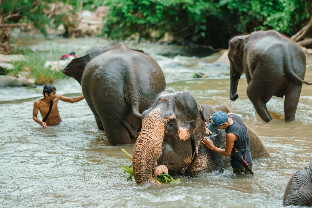 Ethical Elephant Sanctuary and Bamboo Rafting Chiang Mai