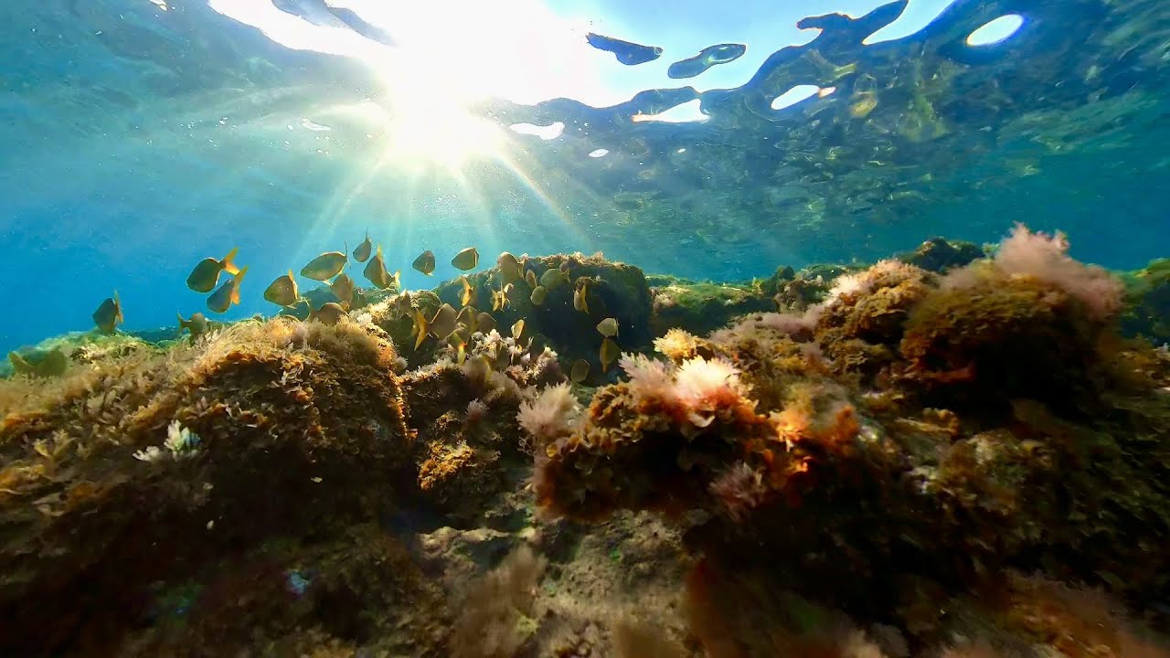 Playa De Las Canteras Snorkeling