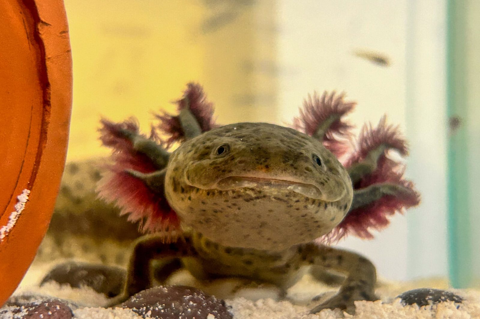 Xochimilco Axolotl Sanctuary Tours