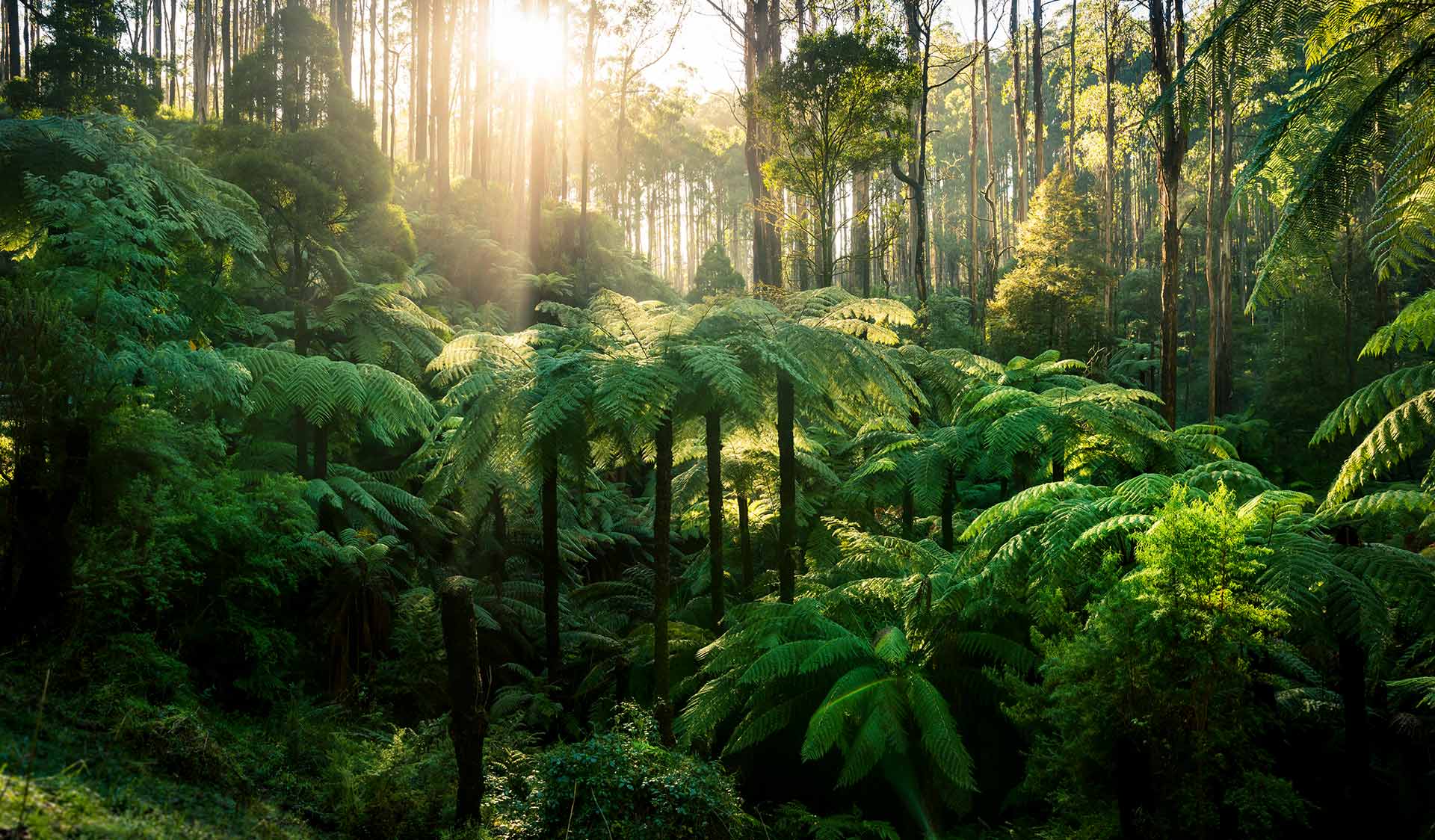 Yarra Ranges National Park