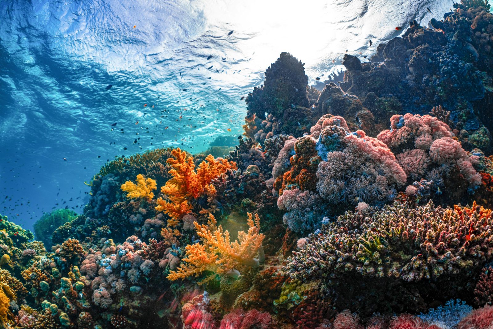 Culebrita Reef Corals