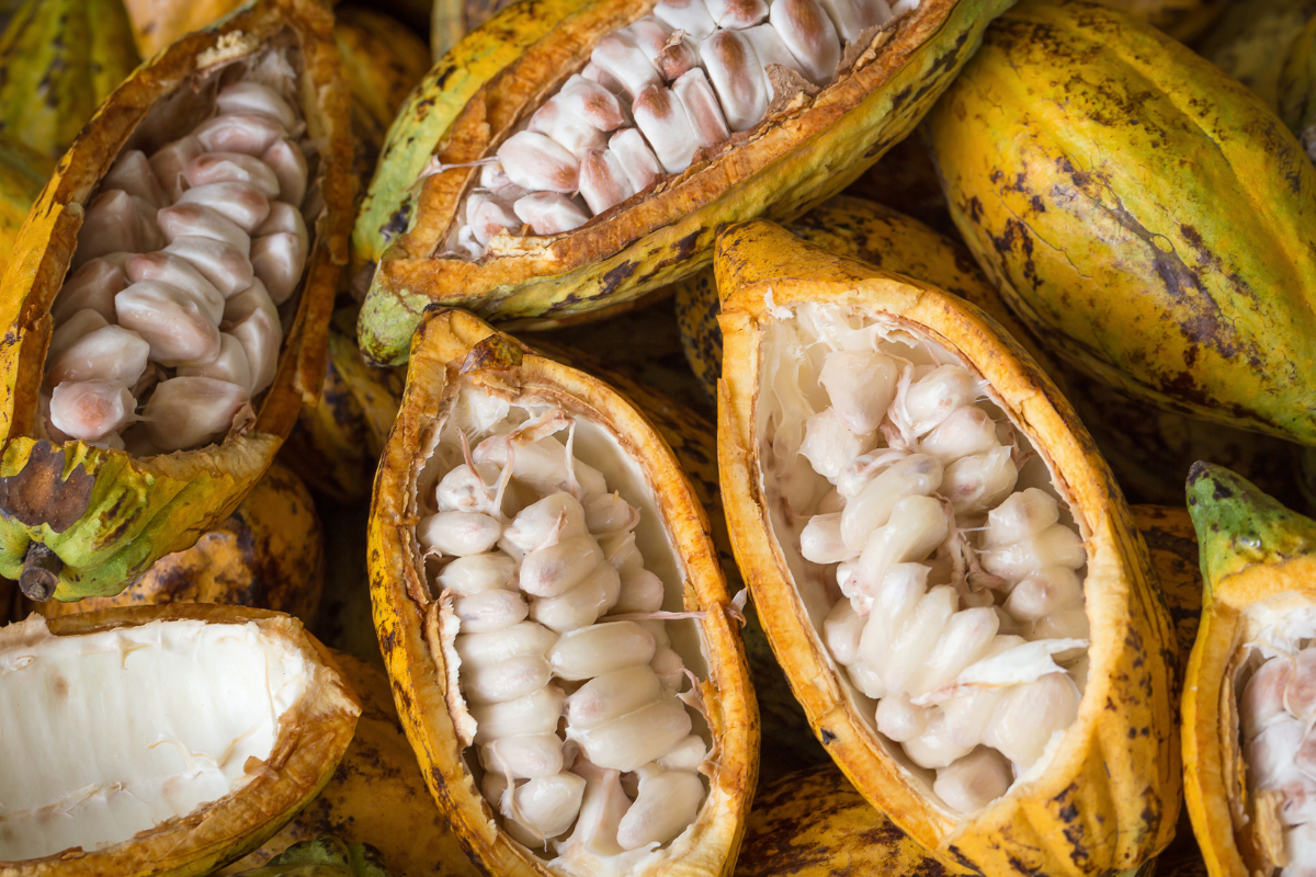 Raw Cacao Tasting