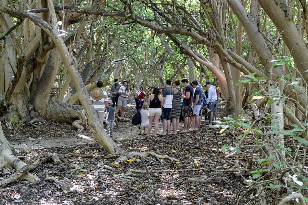 Coral Cay Walking Track