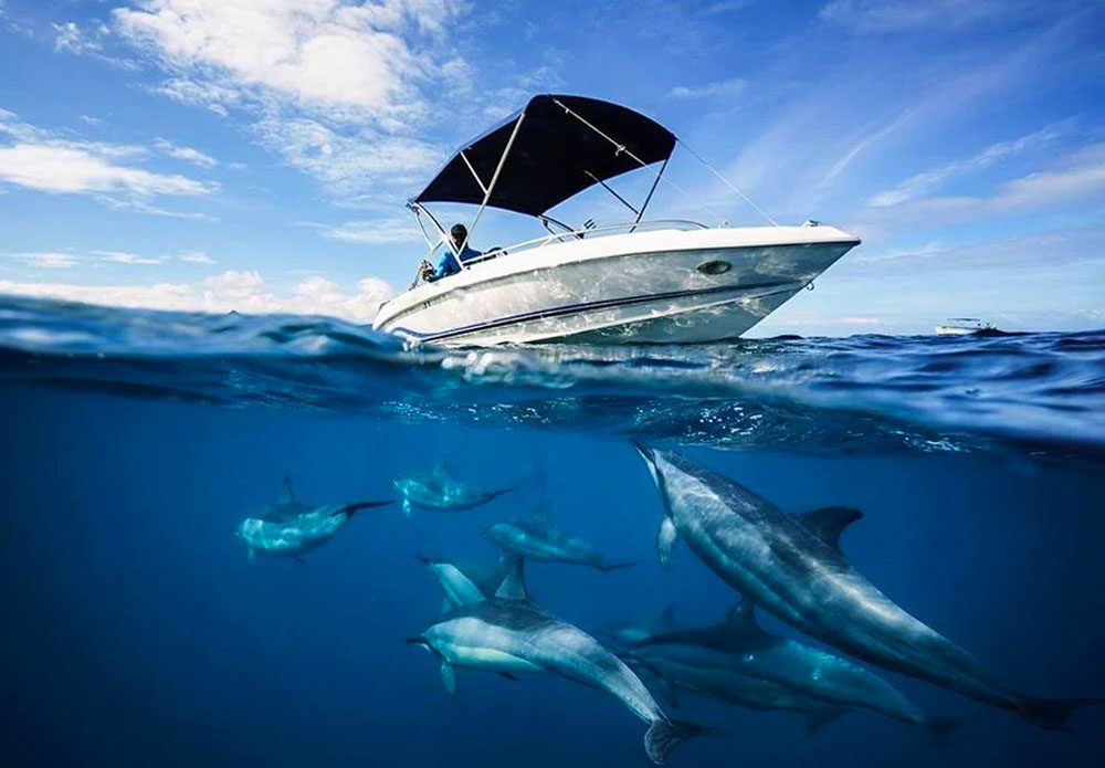 Dolphin and Whale Watching Mauritius