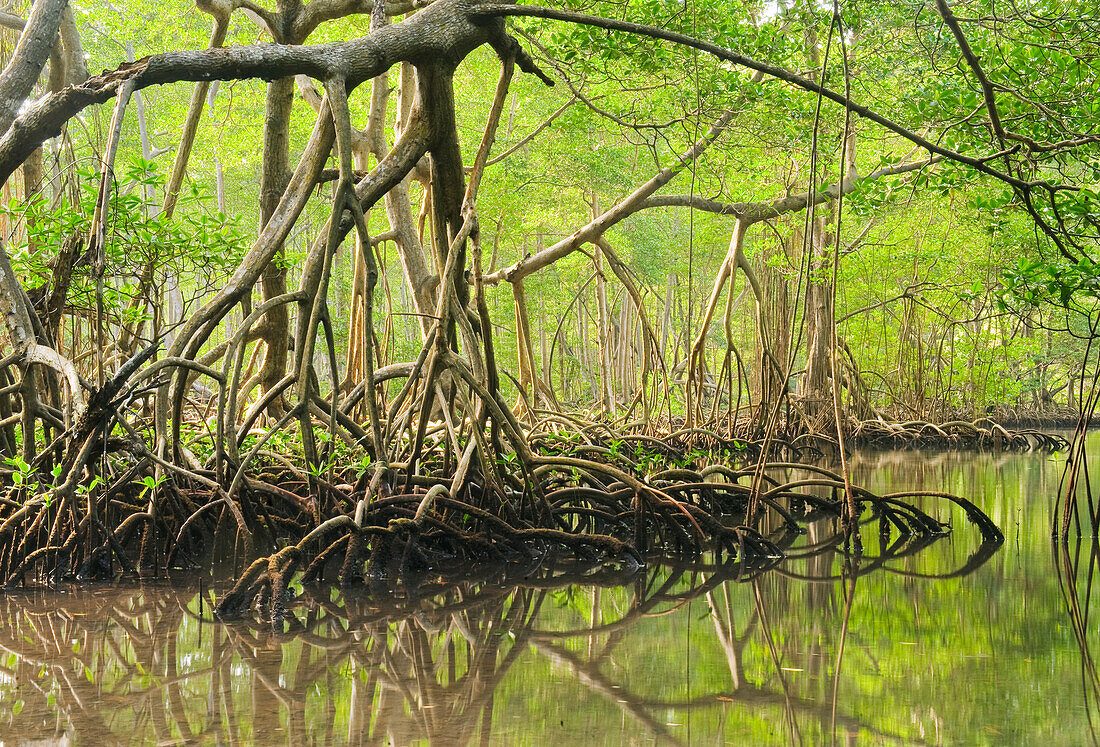 Mangrove Tunnels