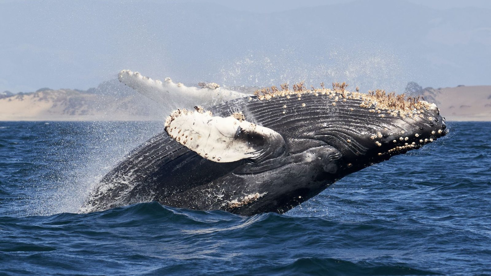 Humpback Whale Sightings