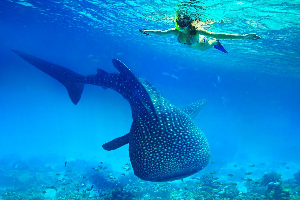 Oslob Whale Shark and Sardine Run Tour