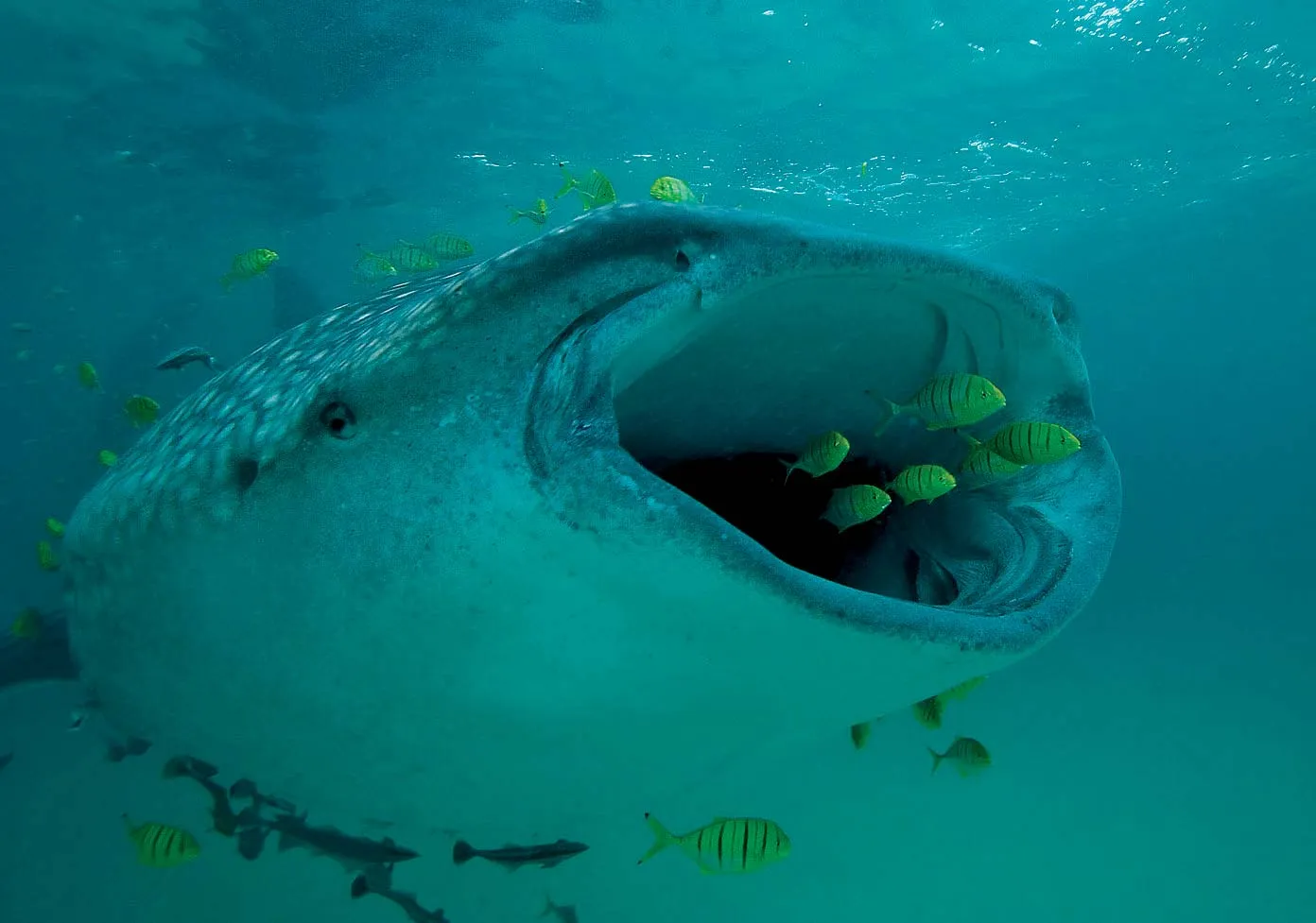Whale Shark Feeding Zone