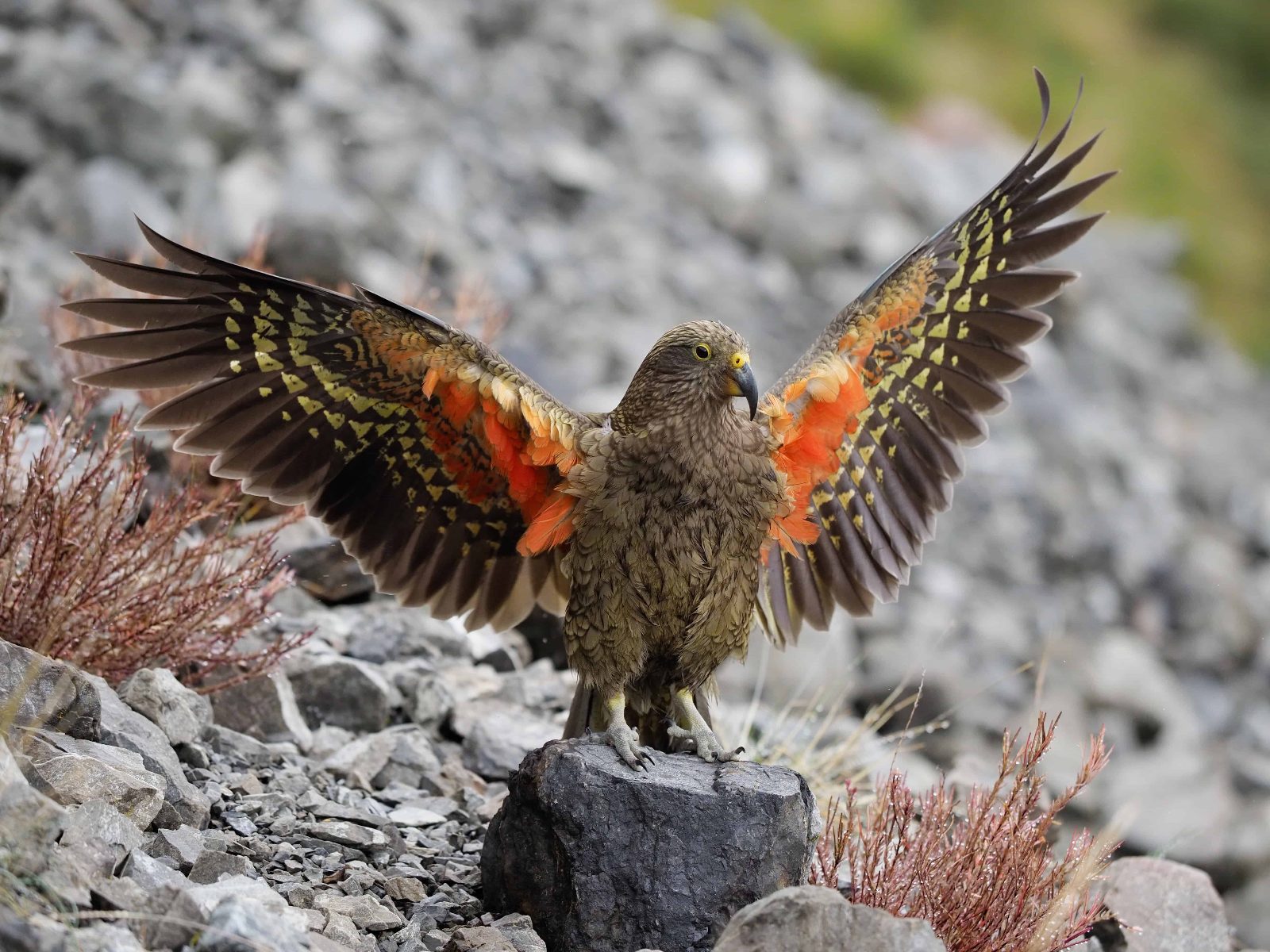 Kea Point