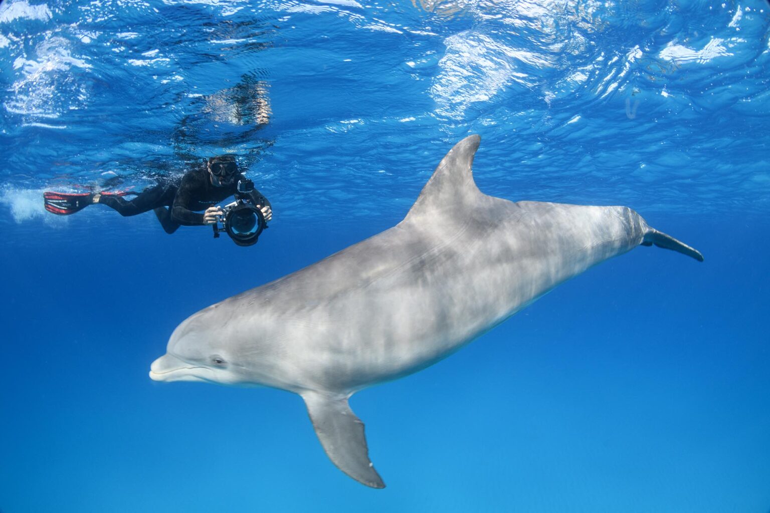 Swim With Wild Dolphins Azores