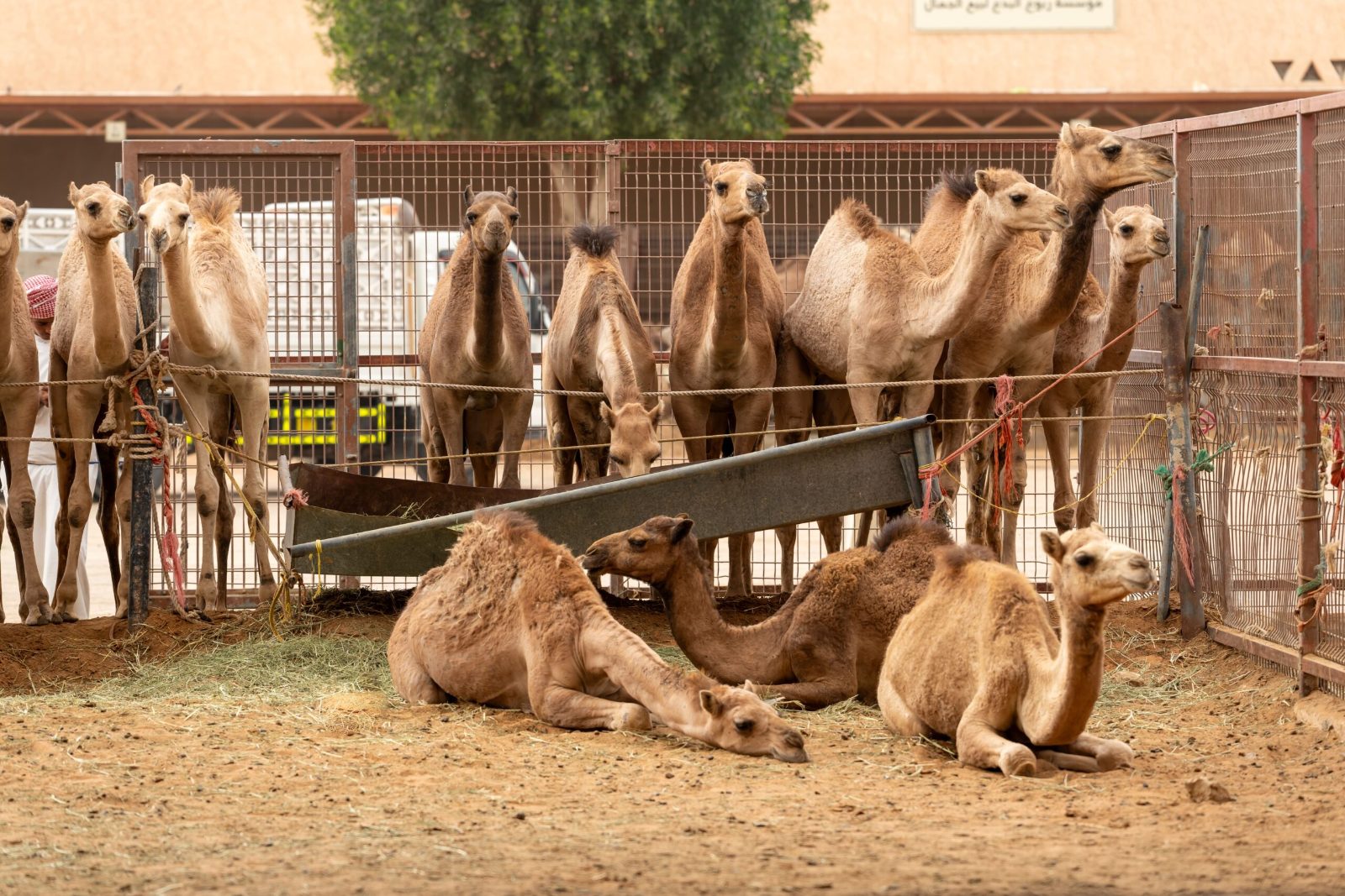 Camel Market