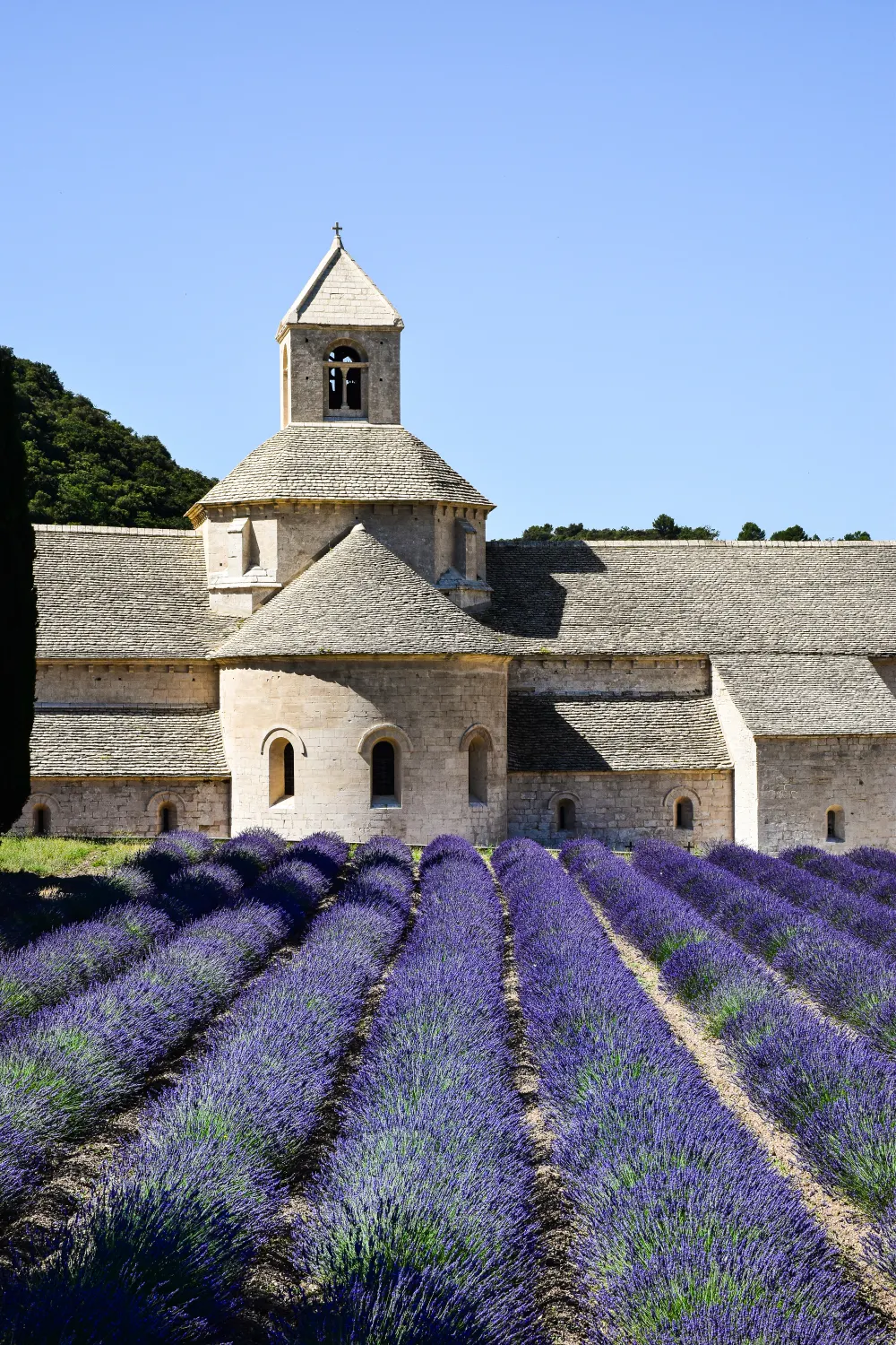 Senanque Abbey Lavender Rows