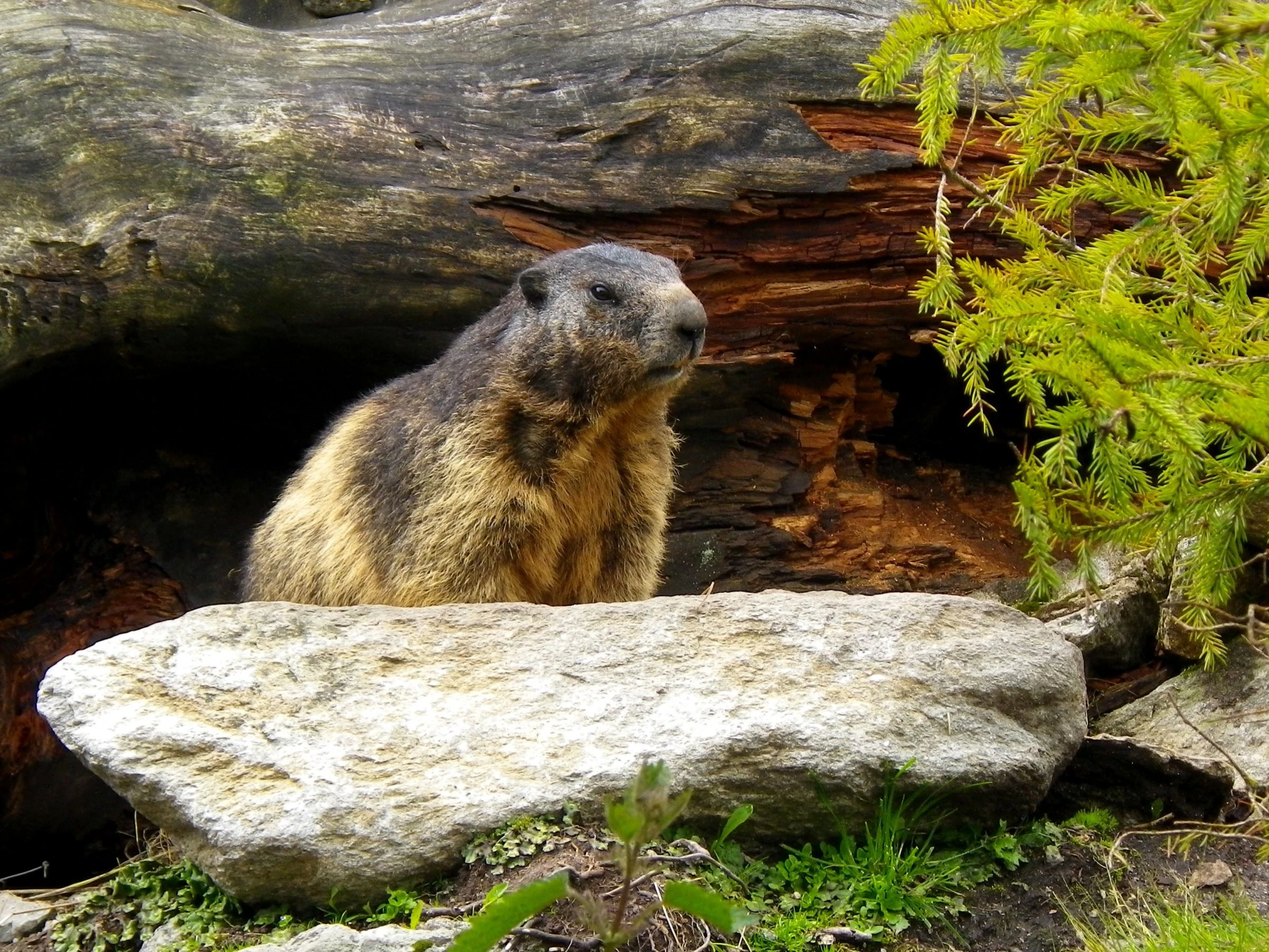 Wildlife Park