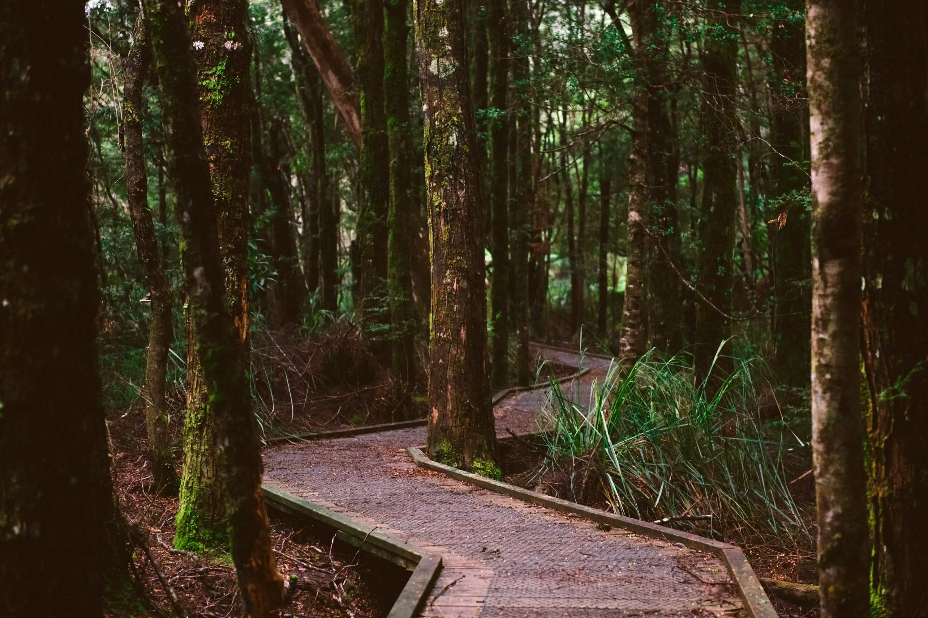 Huon Pine Walk