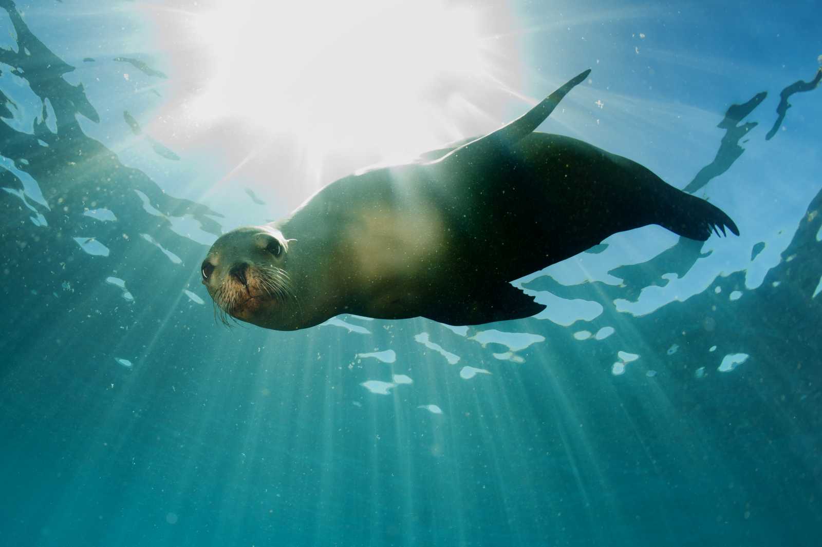 Isla Espiritu Santo Snorkeling Tour
