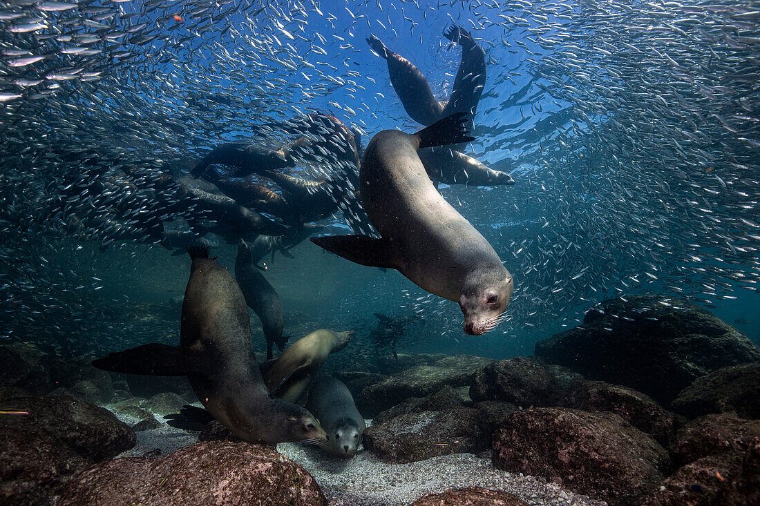 Sea Lion Colony