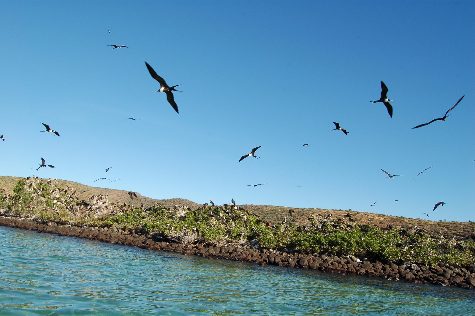 Frigate Bird Colony