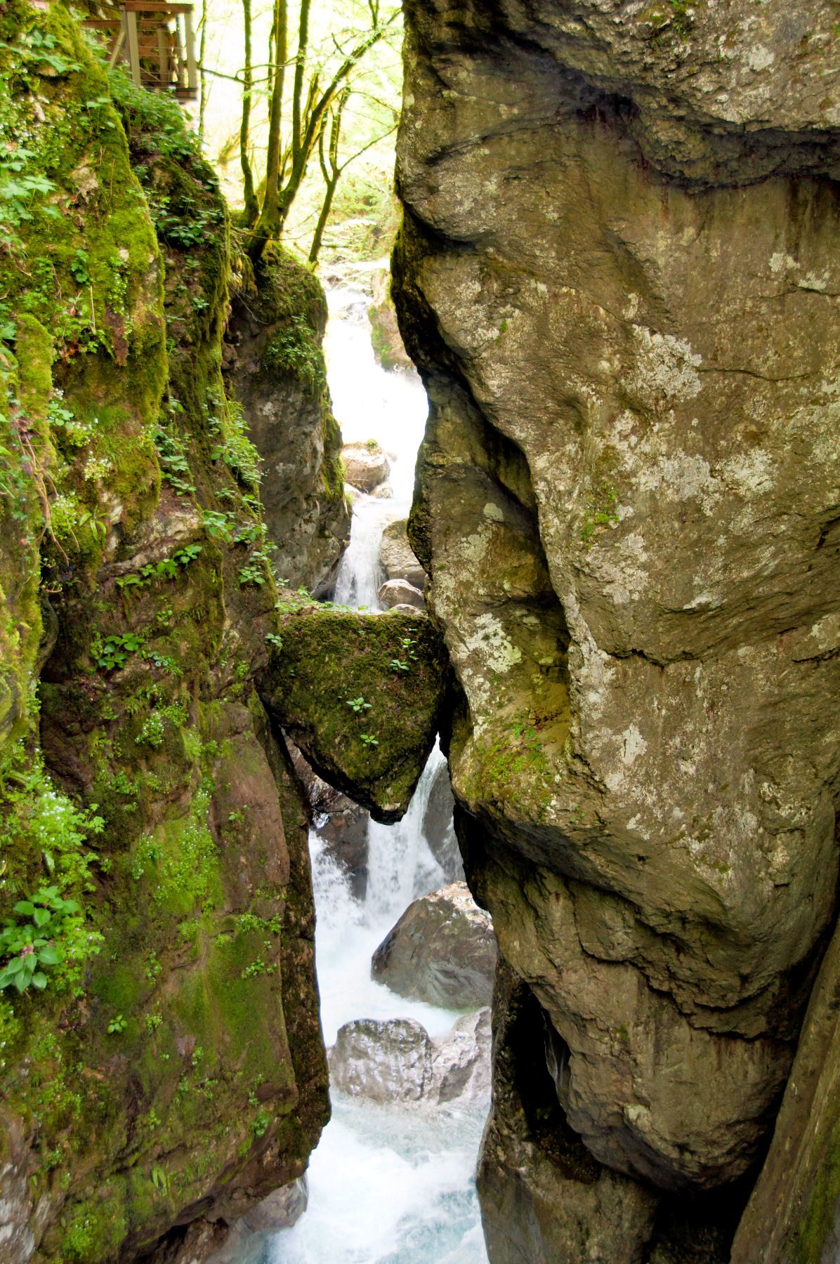 Bear's Head