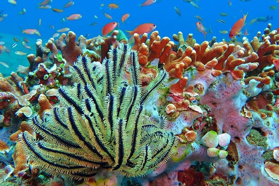 Koh Rang Marine Park