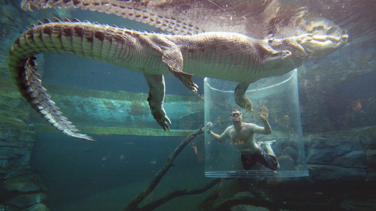 Swim With Crocodiles Darwin