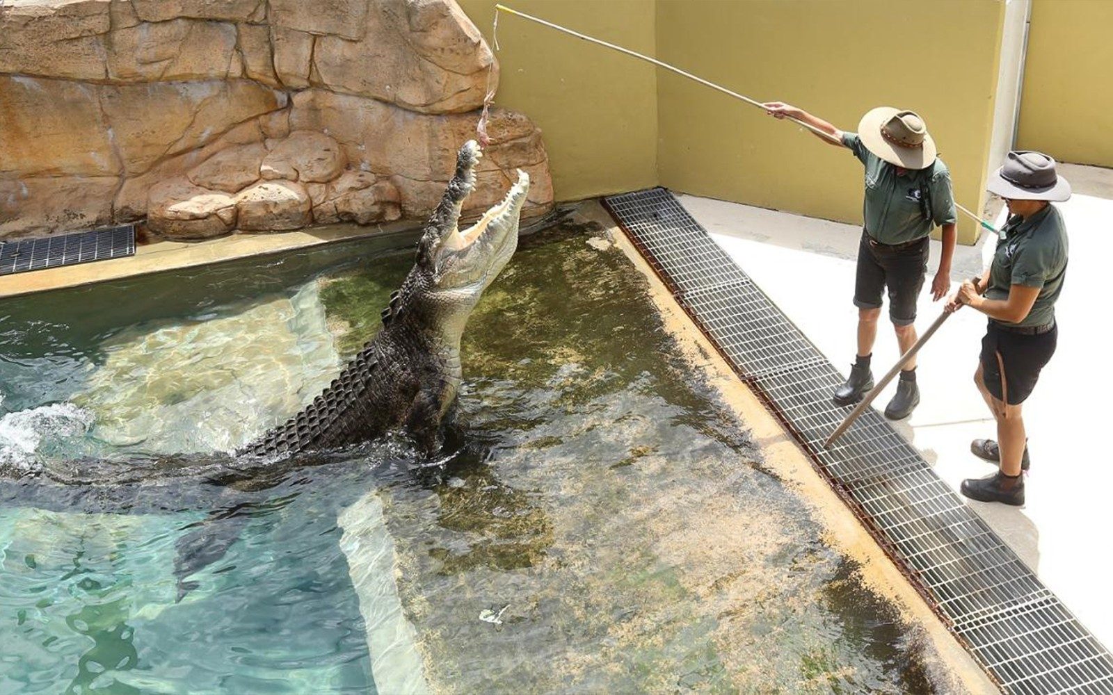 Reptile Handling Area