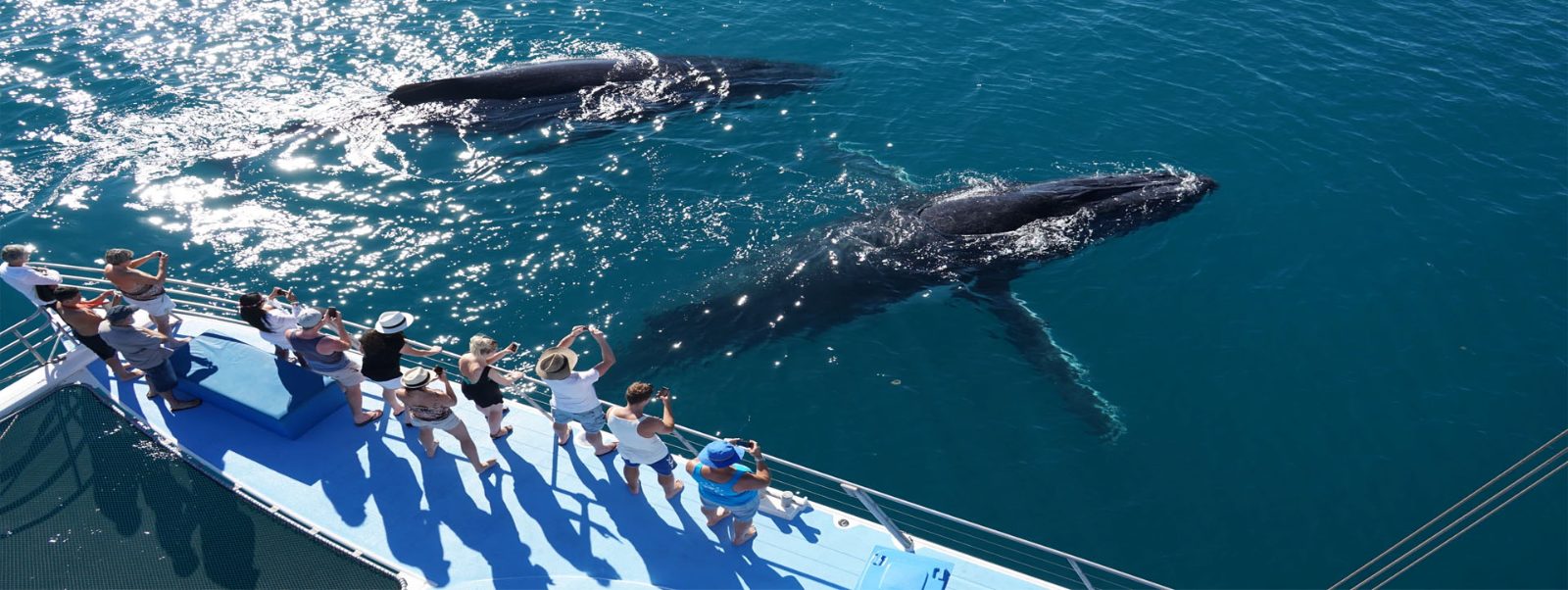 Broome Whale Watching