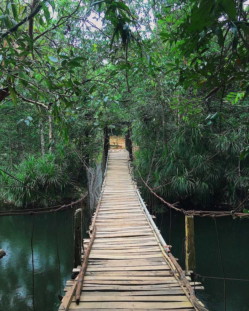 Jungle Canopy