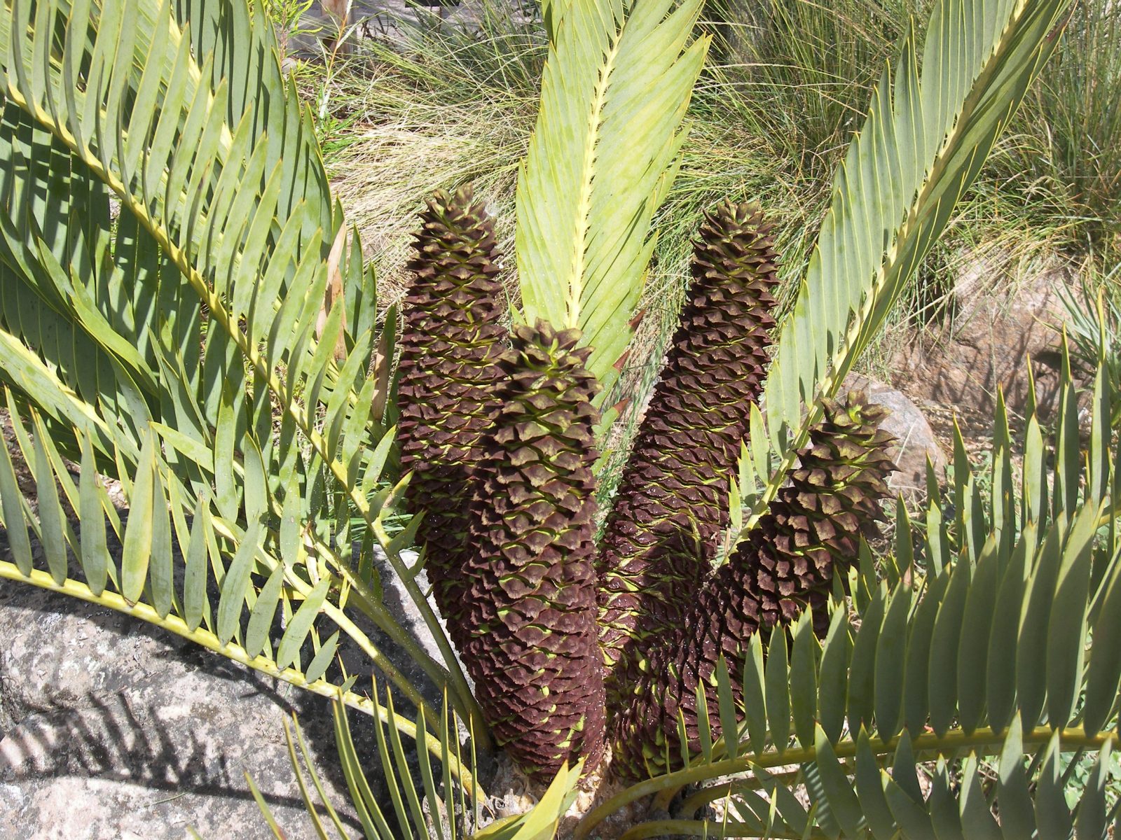Cycad Collection